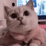 Miguel González avatar